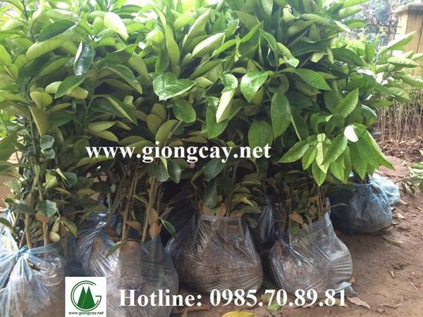 Cây giống Bưởi Diễn