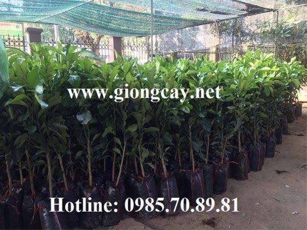 Cây giống bưởi da xanh