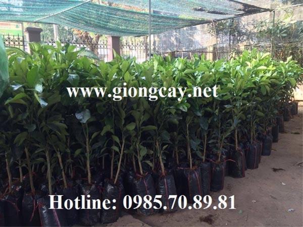 Cây giống bưởi da xanh 