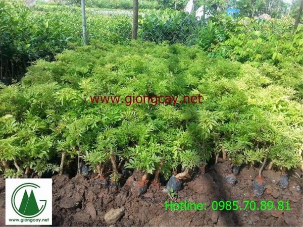 Giống Cây Đinh Lăng Nếp
